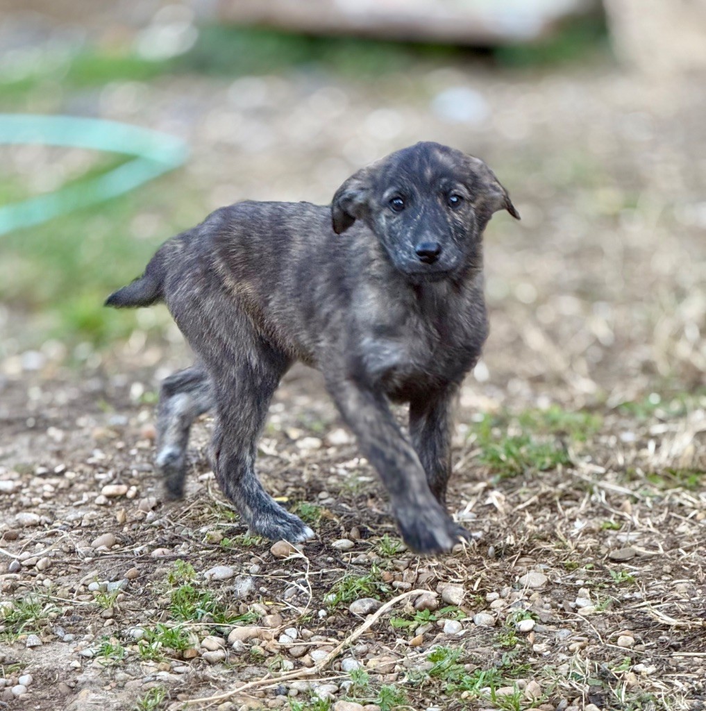 Des Joyaux D'Orsini - Chiot disponible  - Cursinu