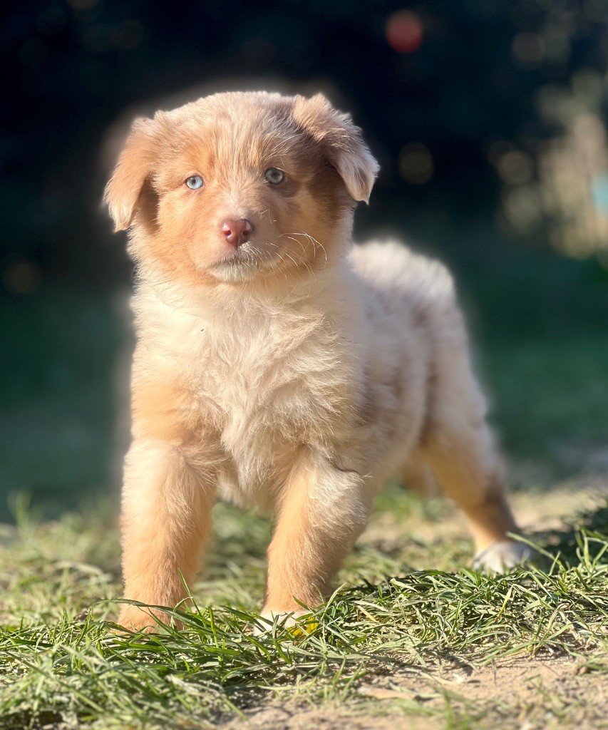 Des Joyaux D'Orsini - Chiot disponible  - Berger Australien