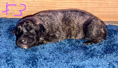 CHIOT 3