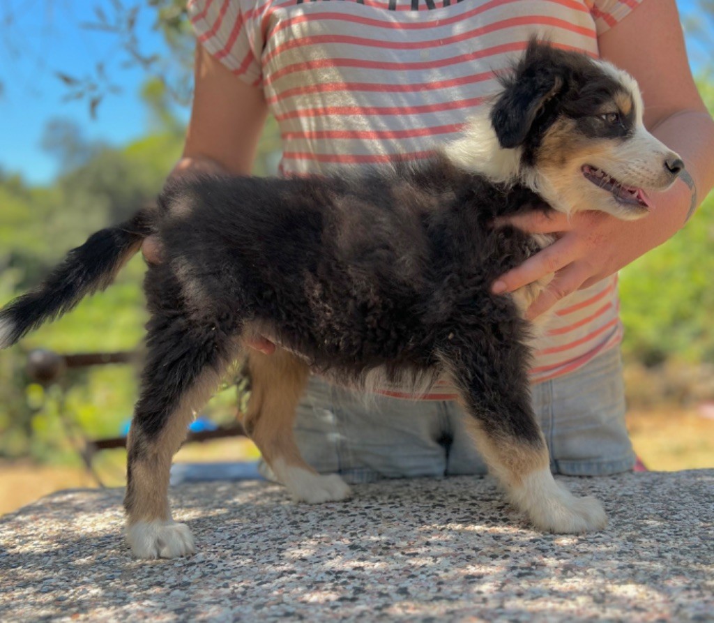 Des Joyaux D'Orsini - Chiots disponibles - Berger Australien