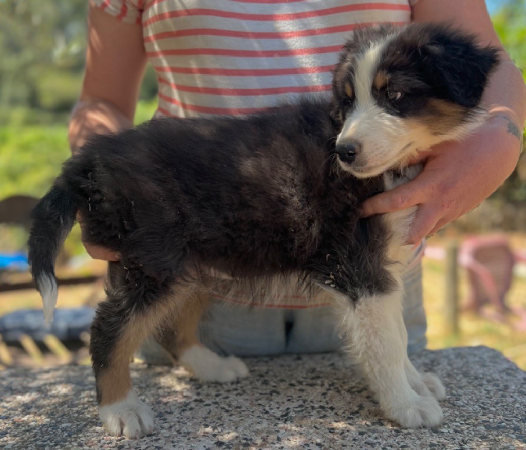 Des Joyaux D'Orsini - Chiots disponibles - Berger Australien