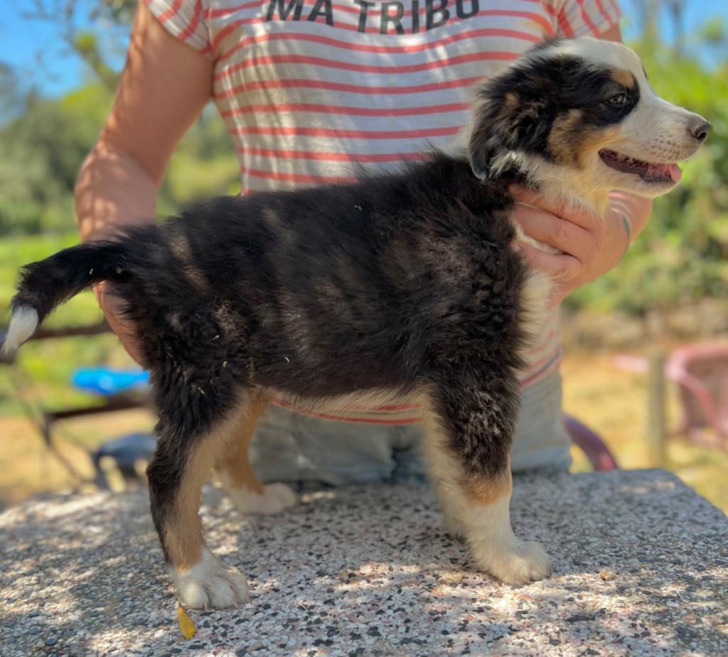 Des Joyaux D'Orsini - Chiots disponibles - Berger Australien