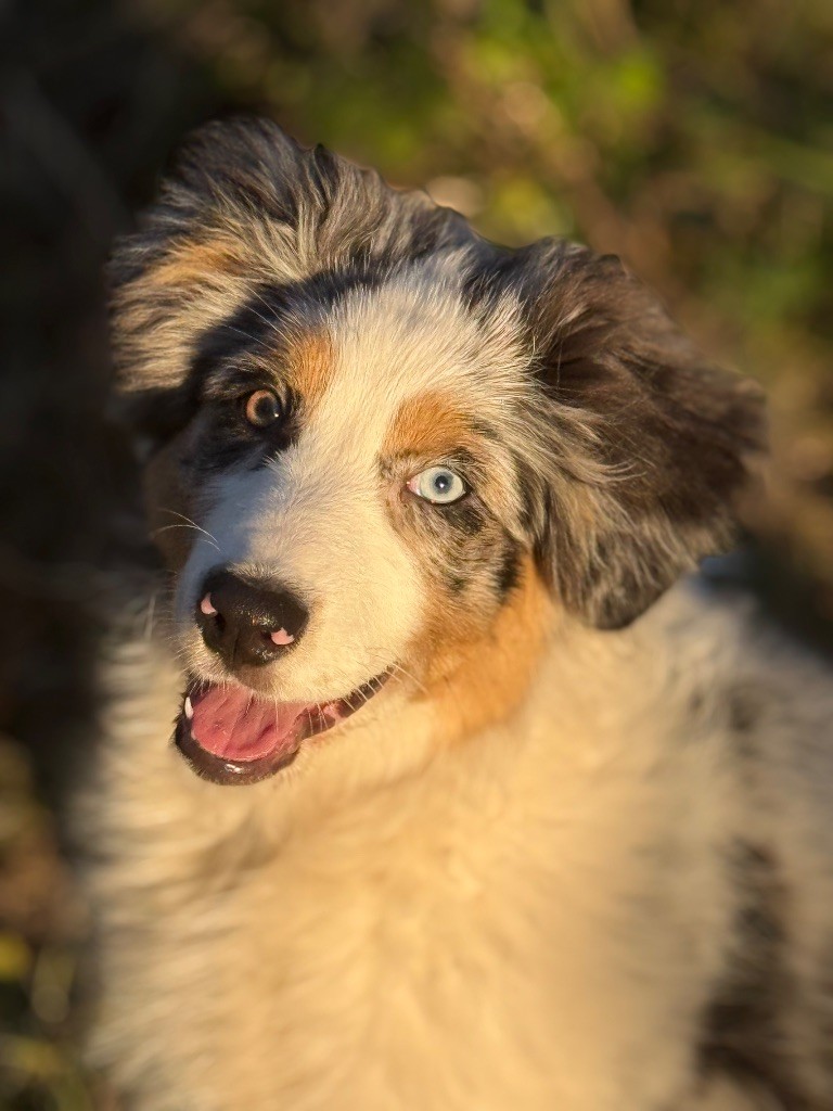 Des Joyaux D'Orsini - Chiots disponibles - Berger Australien